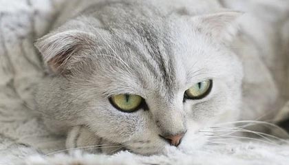 AYX体育-独行侠新秀连续两场砍下+得分，赢得球迷喝彩，独行侠最新球员名单