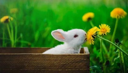 AYX官网-体育新闻中心推动基层体育数字内容生态建设，体育产业数字化